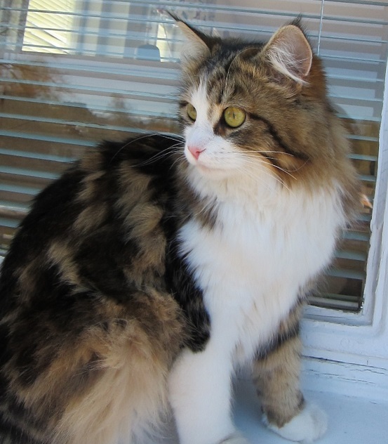 Sibirisk katt Galina